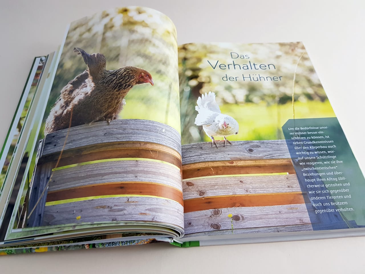Hühner halten Ulmer Verlag aufgeschlagenes Buch